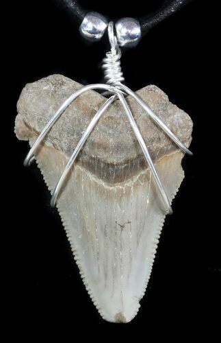 Fossil Angustiden Tooth Necklace - Megalodon Ancestor #47792